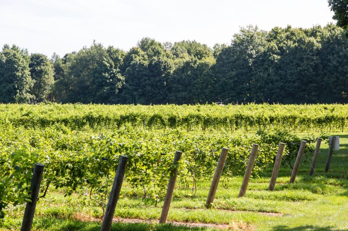 Wine Festival Tickets