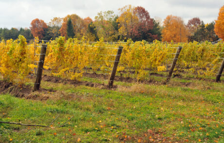 Fenn Valley Vineyard in the fall.