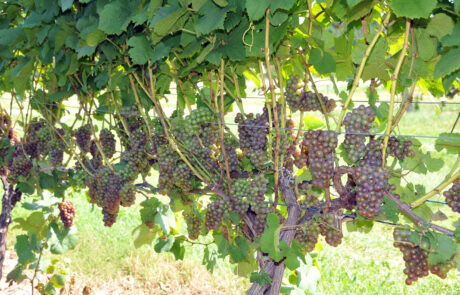 Red wine grapes ready for harvest at Fenn Valley Vineyard